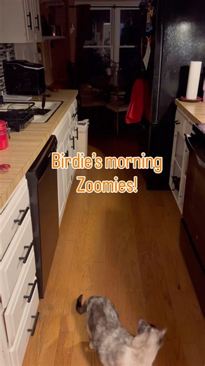 Ginger cat zoomies #cat #catlady