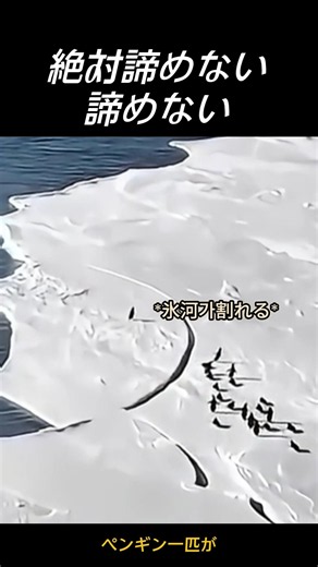 諦めなかったペンギンの全力疾走