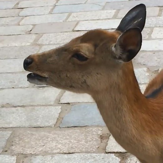 Hilarious screaming deer in Nara Japan (Original)