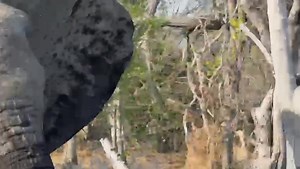 An elephant attack is rarely random. These giants have remarkable memories, and when they charge, it’s often because they were once harassed or provoked. Elephants never forget! | Phillimon Mmeso