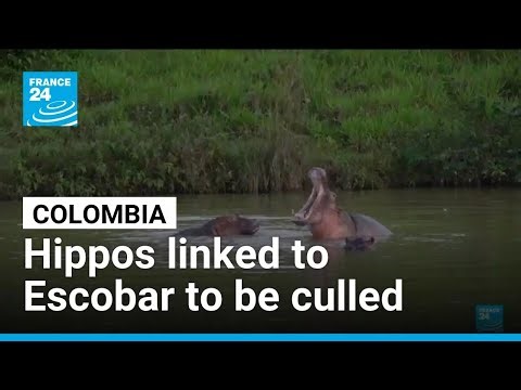 Colombia approves plan to cull roaming hippos linked to Pablo Escobar • FRANCE 24 English