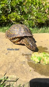 3.6K views · 134 reactions | Tricking Squirtle into eating some peas! 﫛 #eatyourveggies! #turtle #petsoftiktok #boxturtle #TurtleNest #Diaries | TurtleNest Diaries | Facebook
