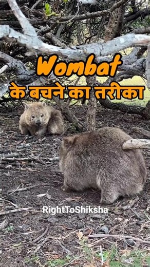 Wombat's Way of Survival by Right To Shiksha