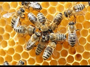 Amazing Facts About Honey Bees
