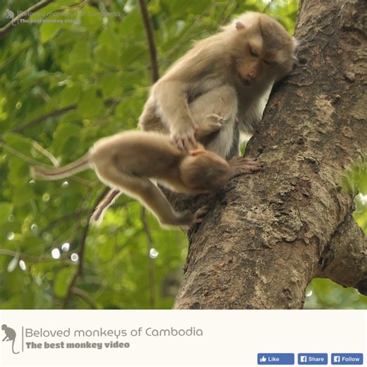 Oop! Joyce refuses to let Jovi breastfeed and tries to pull her away from the tree. So what's going on? Joyce would never do anything that bad? #Monkey #Animal #Belovemonkeysofcambodia | Beloved Monkeys Of Cambodia