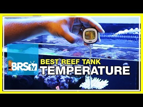 Week 8: Tank Temperature. Finding a Way to Trust Your Heater. | 52 Weeks of Reefing
