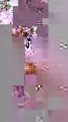 2.3K views · 18 reactions | Giant Golden-Crowned Flying Fox and Philippine Tube-Nosed Fruit Bat in Mambukal Mountain Resort and Sanctuary | Bacolod Tour Guide | Facebook