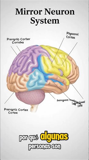 78K views · 2.4K reactions | Las Células “Fantasma” o Neuronas Espejo Extensas Las neuronas espejo se activan cuando haces una acción o cuando ves a alguien más hacerla.#NeuroVida | NeuroVida | Facebook