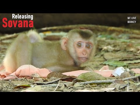 Today is A Hard Lesson For Abandoned Monkey Sovana Cuz Papa Lin Release Her in Troop, Sovana Crying