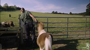 37K views · 4K reactions | When our Shetland diamond lost her foal it was such a traumatic experience for her - and she became so ill. We've been nursing her back to health in our special care unit for months but the happy day has finally come for her to be reunited with her friends. She was on the brink many, many times so to see this just makes our hearts sing. | Cannon Hall Farm | Facebook