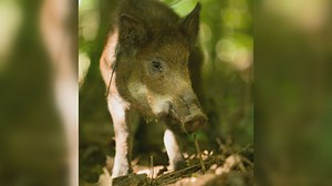 Section of Mark Twain National Forest to close for feral hog control