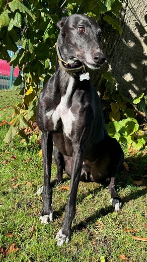 Why Choosing a Black Greyhound is a No-Brainer! 1. They Turn Heads! Be prepared to get stopped on your walks! People can’t help but comment on how striking and handsome black greyhounds are. They truly stand out. 2. Fashion Forward Black goes with everything, and so do black greyhounds! From bright collars to colourful jackets, they rock any look with effortless style. 3. The Perfect Pub Dog These gentle giants love a visit to the pub. Don’t be surprised if they try to sneak a cheeky sip of your