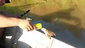 Video: Fish Guzzling Beer from a Can | OutdoorHub