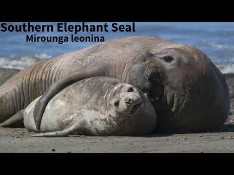 The Largest Pinniped: Southern Elephant Seal
