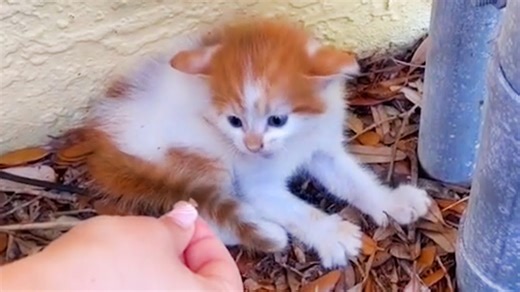 Aggressive Feral Kitten Transforms Into a Cuddle-Loving Pet