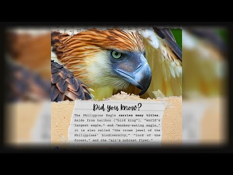 The largest flying bird