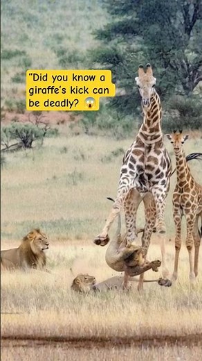 Giraffe Delivers Powerful Kick to Lion | Rare Wildlife Defense Moment 😱 #safarilife