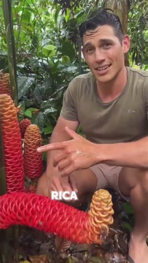 Esta planta produce shampoo natural