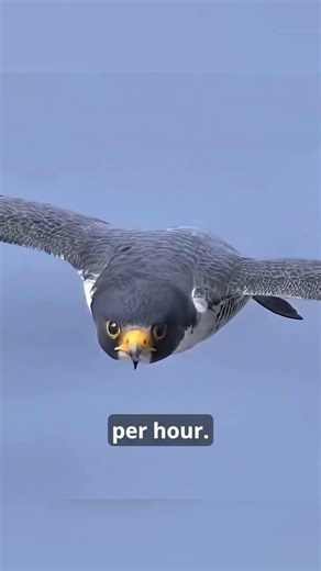 Predators That Outsmart Their Prey 😳#wholesome #facts #nature #animals #predator #wildlife