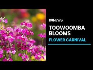 Toowoomba's economy to bloom with month-long Carnival of Flowers in Queensland | ABC News