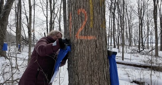 2025 is proving to be a sweet year for maple syrup sap collection in Indiana