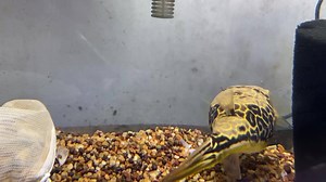 5 comments | MBU giant puffer all lovely dear.....! | YOKO JP Aquarium | Facebook