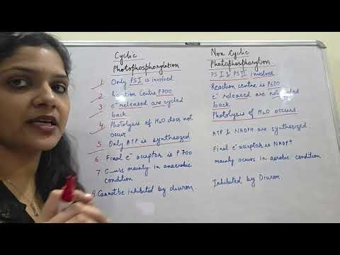 Cyclic and Non Cyclic Photophosphorylation Differences|Photosynthesis in Higher Plants| NEET 2026