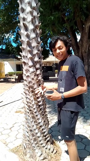 Sequência de Fibonacci na Natureza #experimento #biologia #matemática #educação #ciência