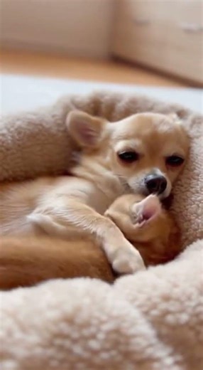 Chihuahua Let the Orange Kitten Burrow In… Then Hugged It to Sleep 🥺🐶🧡