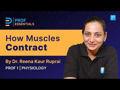 How Muscles Really Work!