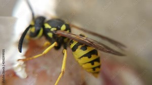 closeup video of yellow jacket wasp