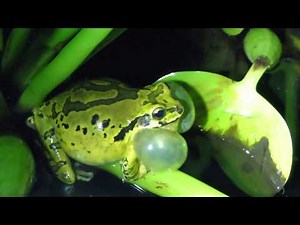 Mexican Tree Frog // Rana de árbol mexicana