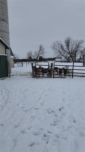 Barnyard Blessing Goat Milk Soap on Reels