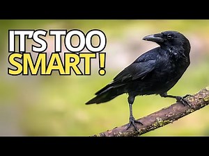 The Incredible Intelligence of Crows: Discover How These Birds Use Tools and Plan for the Future! 🧠🐦