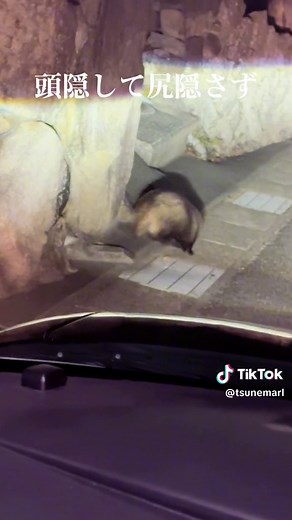 アナグマの可愛らしい瞬間集