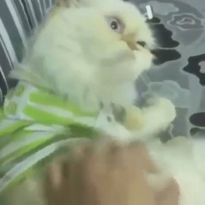 25K views · 849 reactions | The best butt scratch of all time  | Cat Vines | Facebook