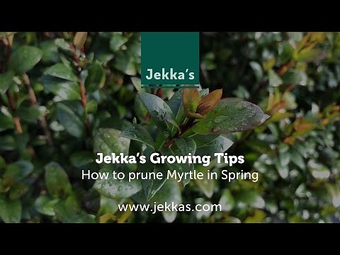 Jekka's Herb Growing Tips: How to prune Myrtle in Spring, with Jekka McVicar
