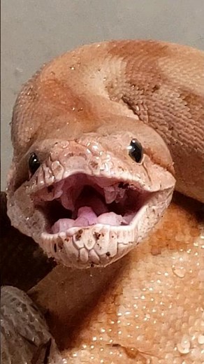 ANGRY ORANGE SNAKE DURING SHED BOA CONSTRICTOR HISSING 4K #shorts