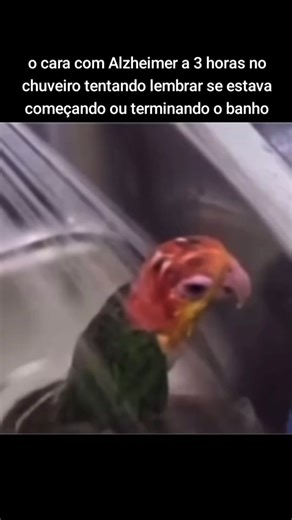 Funny Parrot Meme: Sad Bird Meme