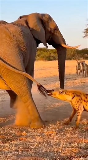 Things didn't go as planned😂😬 #danger #funny #elephant