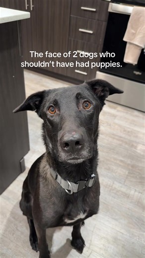 Meet the Unique Mutt: A Love Story Between Two Breeds