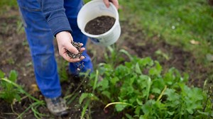 How to Choose the Best Fall Fertilizer for Anything in Your Garden