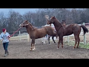 Boarding Stable EMERGENCY... Can I Help Them?