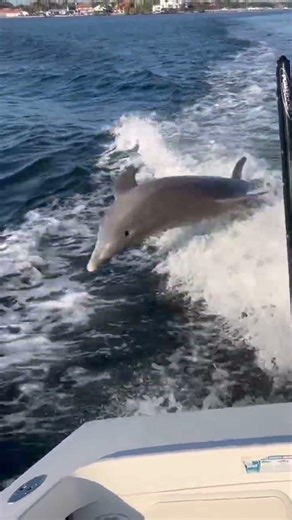 Dolphins in the Wake | Life as a Florida Charter Captain #charterlife #wildlife #saltwaterfishing