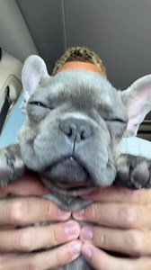 French Bulldog Puppy Dance — Cute Frenchie Just Wanna Sleep or Dance