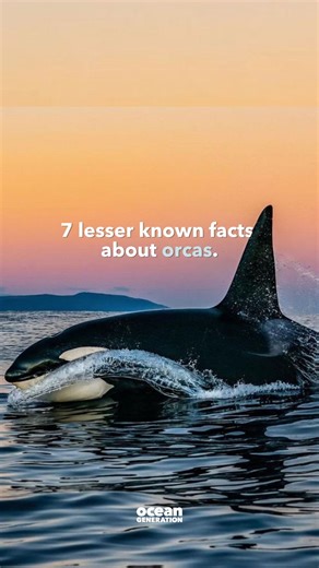 Can orcas eat a sea lions whole? 😳👇 7 lesser known facts about orcas for World Orca Day 1. 👀 To answer the question: Orcas don’t chew their prey. Instead, they’ll take a bite (or, sometimes, the whole animal 😳) then a big gulp of Ocean water, and swallow. 2. 🦷 Orcas have 45 teeth, shaped for capturing prey. 3. 🍽️ Did you know an average sized orca will eat about 227 kilograms of food every day? 4. 🌊 To catch all this food, orca pods often cover over up to 160 kilometres a day. 5. 🐧 Depen