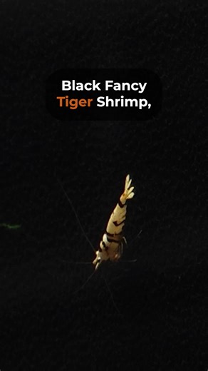 🐅 🦐= Black Fancy Tiger Shrimp! The great thing about Black Fancy Tiger shrimp is that they vary in pattern so drastically that no pattern is the same! Find Black Fancy Tigers here//bit.ly/3uv3xyG Other Helpful Links: 🦐 Shop our Shrimp: https://bit.ly/3Qx3uKY 🐡 Shop our Fish: https://bit.ly/3Gw0fxmcollections/all-nano-fish 🌱 Live Aquarium Plants: https://bit.ly/49uh6y6 🐌 Shop our Snails: https://bit.ly/3Gw0fxmcollections/all-snails 🔔 Subscribe and follow along on our journey: https://bit.l
