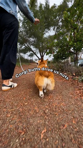 Petco on Instagram: "The kind of sale you don’t snooze on 👀 EVERYTHING 20% OFF ONLINE 🛍️ food, toys, treats, and supplies. Yep, all of it! Use code FEAST20 at checkout. *Valid thru 11/14/25. Exclusions apply. See site for details."