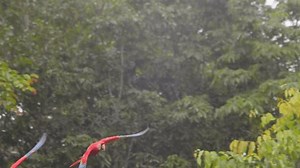 Incoming Flying Scarlet Macaw Pair Their Stock Footage Video (100% Royalty-free) 3721939837 | Shutterstock