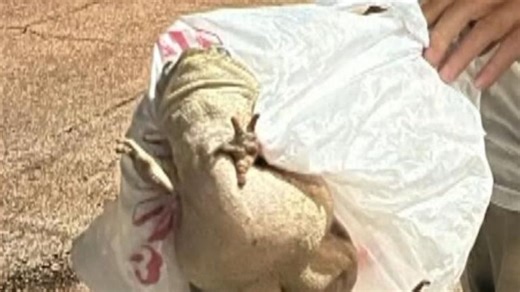 The toxic spray from a cane toad is capable of killing a dog, experts say.